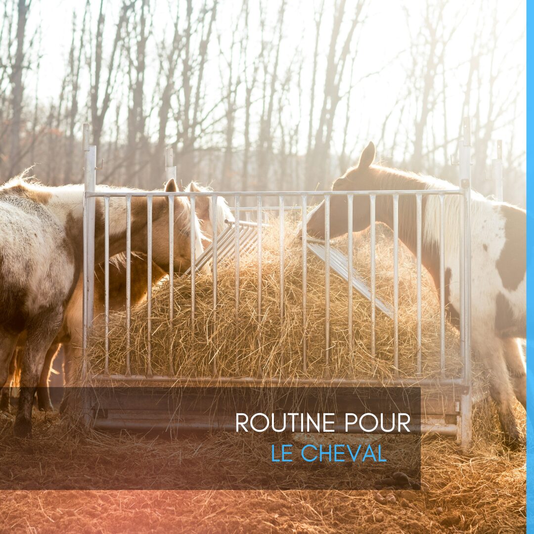 Routine pour le cheval