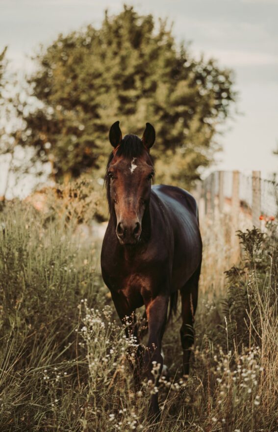 Guide complet sur la litière cheval