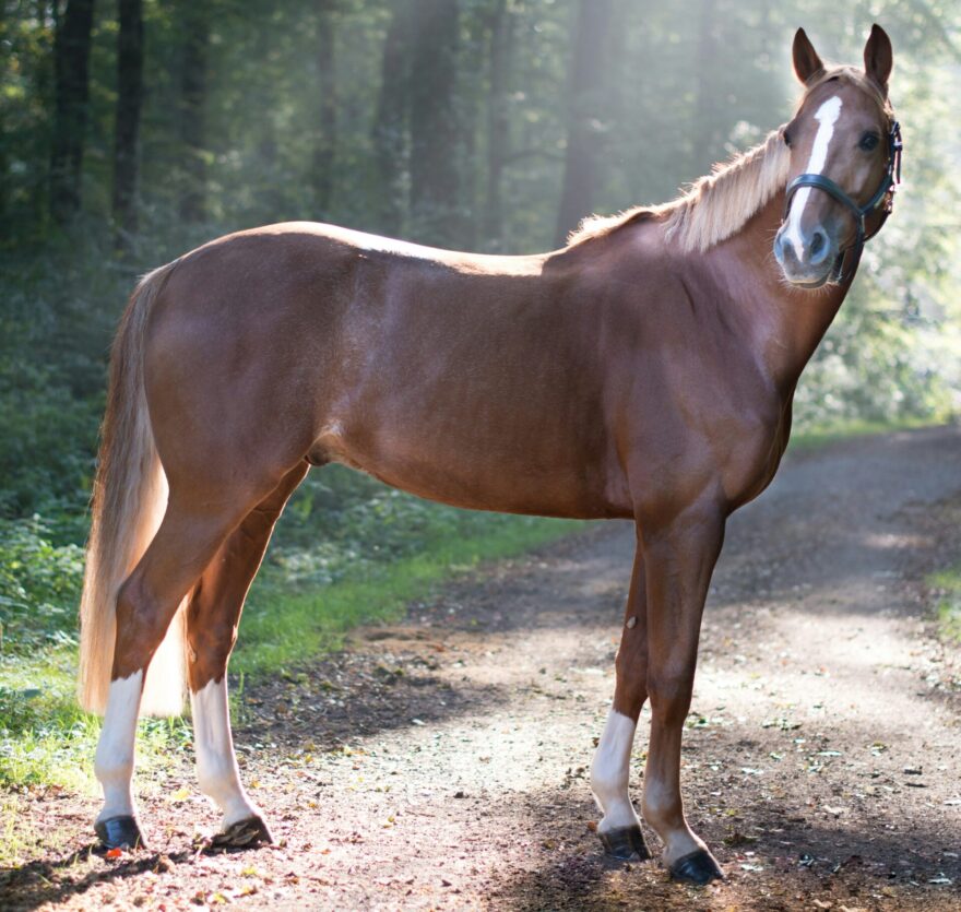 Guide complet sur la litière cheval