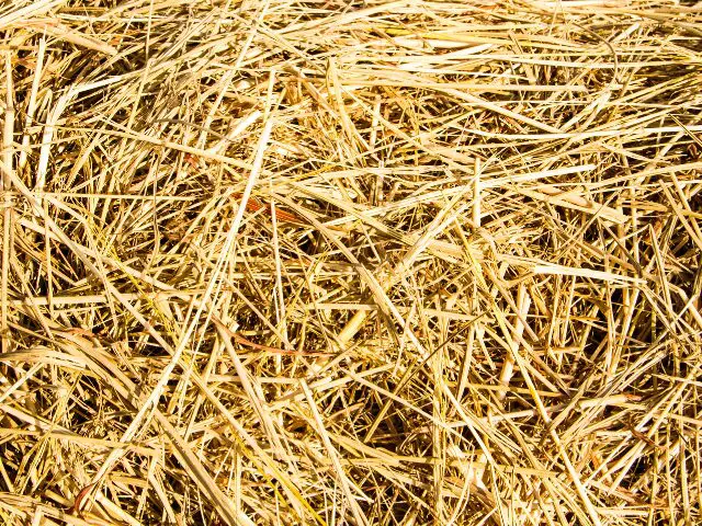 Litière pour cheval en paille traditionnelle
