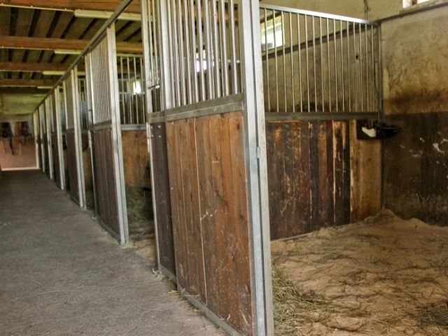 Pourquoi l’odeur de la litière des chevaux peut-elle être forte ?