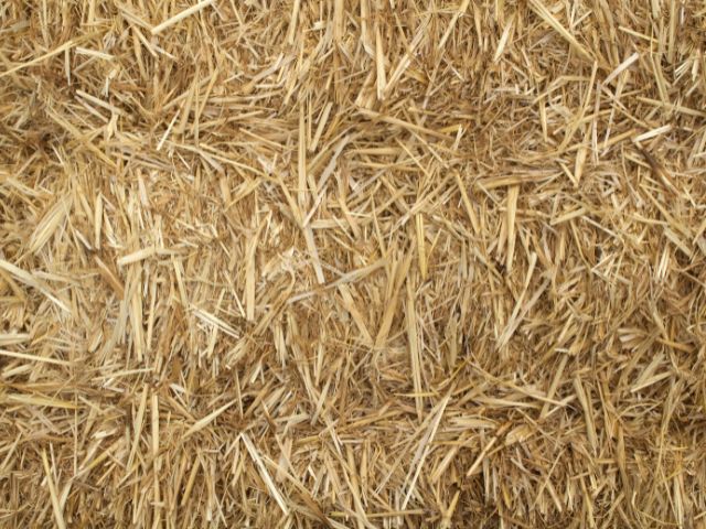 Paille : Quelle litière choisir pour limiter l'odeur de la litière des chevaux ?